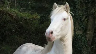 Comment s'appelle la robe de ce cheval ?