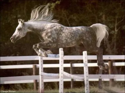Quelle est la robe de ce cheval ?