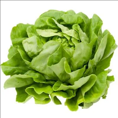 De quelle salade la grosse blonde paresseuse est-elle une varit ?