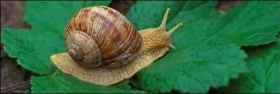  Le Blond des Flandres  est un escargot alliant la taille du Bourgogne et la tendret du Petit-Gris. Comment appelle-t-on l'levage des escargots comestibles ?