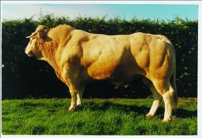La blonde d'Aquitaine est la troisime race bovine allaitante en France. Quelle est la premire race bovine allaitante en France ?