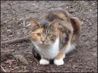 Quel chat, qui tait trs important pour lui, meurt ? (livre 1)