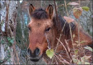 Comment s'appelle le cheval que Valek ram�ne pour ne pas monter avec Elena sur Kiki ?