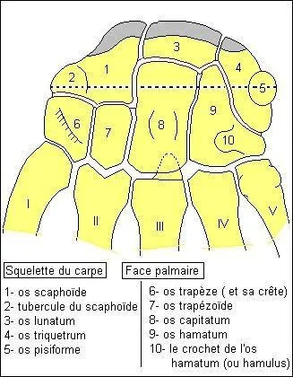 Les mtacarpes sont-ils des os de la main ou du pied ?