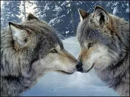 Dans les Fables de La Fontaine, combien recense-t-on de loups ?