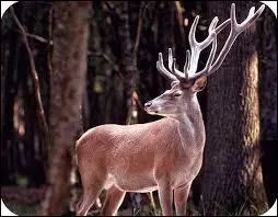 Dans les Fables de La Fontaine, combien recense-t-on de cerfs ?