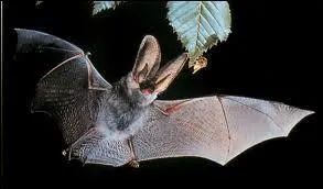 Dans les Fables de La Fontaine, combien recense-t-on de chauves-souris ?