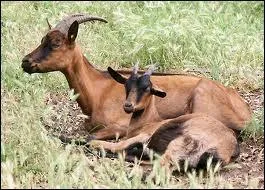 Dans les Fables de La Fontaine, combien recense-t-on de chvres ?