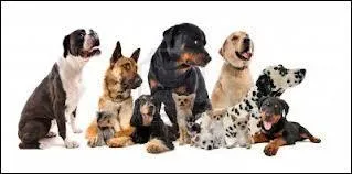 Dans les Fables de La Fontaine, combien recense-t-on de chiens ?