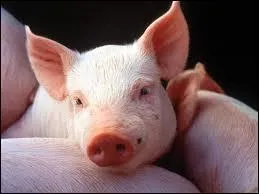 Dans les Fables de La Fontaine, combien recense-t-on de cochons ?