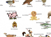 Quiz Les animaux en anglais