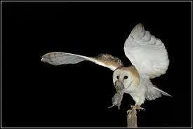 Quel est le nom de cette chouette ?