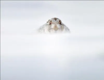 Cet animal peut tre arctique, variable, ou de montagne !