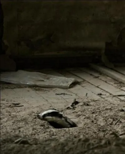 Quel animal reconnais-tu sur la photo ?