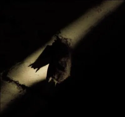 Ouvre bien les yeux, quel est cet animal ?