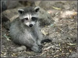 Combien de naissances environ le parc compte-t-il par an ?