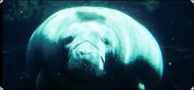 Quel est cet animal ?