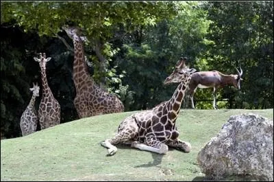 En 1991 des animaux, uniques en France pour l'poque, arrivent  Beauval ; ce sont des :