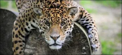 En 2012 des animaux sont arrivs  Beauval ; ils ont t trs mdiatiss ; ce sont des :