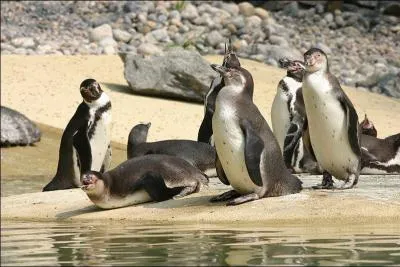 Combien y a-t-il d'animaux environ dans ce parc ?