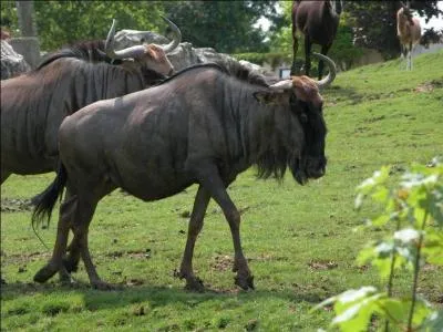 Combien d'espces environ compte Beauval ?