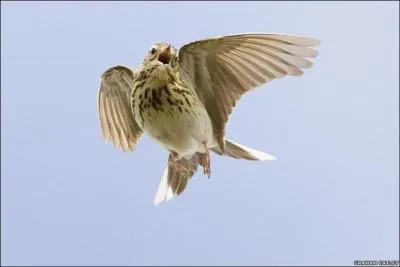 A vous de trouver ce que veux dire ce petit mot  pipit  !