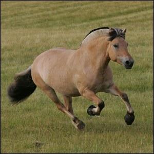 Quelle est la race de ce poney ?