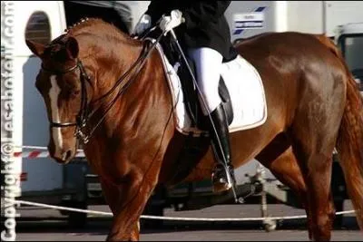 De quelle race est ce cheval ?