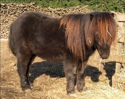 Quelle est la race de ce cheval ?