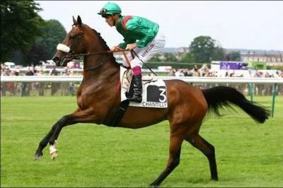 Quelle est cette race de cheval ?