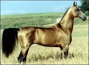 Quelle est la race de ce cheval ?