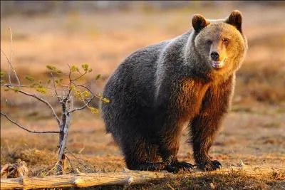 Ce proverbe du calendrier des bons laboureurs, en 1628, disait :  Si fait beau et luit Chandeleur, six ... se cache l'ours.  