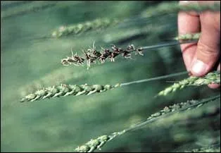 Compltez ce dicton :  Si point ne veut de bl ... , mange des ...  la Chandeleur.  