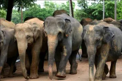 Il ne reste plus que 6000 pachydermes au Sri Lanka.