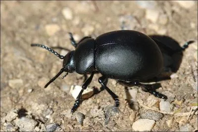 Des coloptres dvorent des mles d'autres espces pour se prmunir contre les prdateurs.