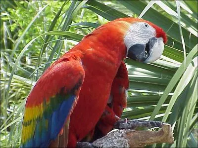 Rputs excellents imitateurs , les perroquets comprennent aussi ce qu'ils disent.