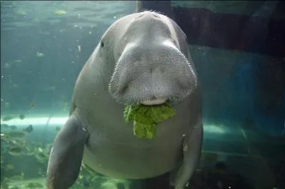 Le dugong est un parent ancien du lamantin.