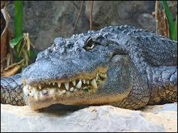 Quel est ce crocodile ?