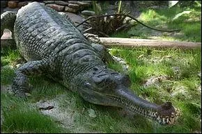 Quel est ce crocodile ?