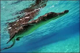 Quel est ce crocodile ?