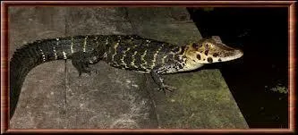 Quel est ce crocodile ?