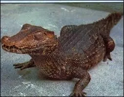 Quel est ce crocodile ?