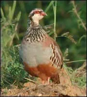 Les ufs de perdrix sont bleu presque fluo.