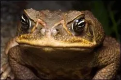 Il existe un animal appel le crapaud-buffle.