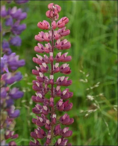 Quel est le nom de cette fleur ?