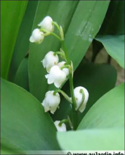 Quel est le nom de cette fleur ?