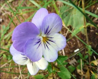 Quel est le nom de cette fleur ?