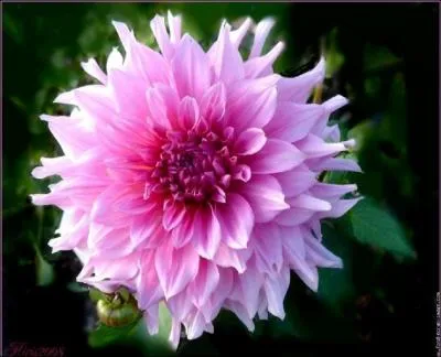 Quel est le nom de cette fleur ?