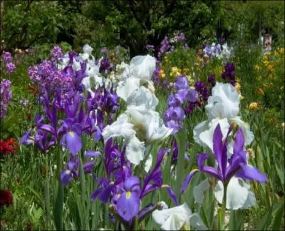 Quel est le nom de cette fleur ?