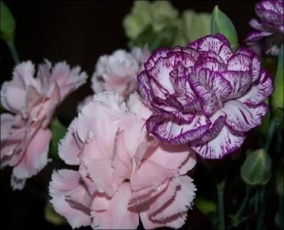 Quel est le nom de cette fleur ?